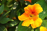 黄花