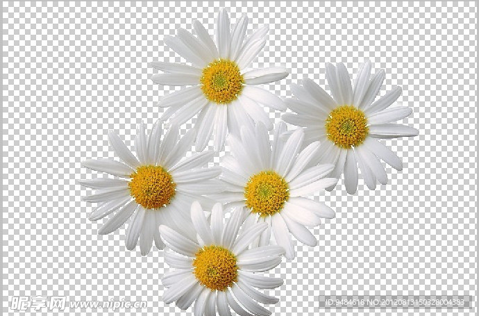 菊花抠图
