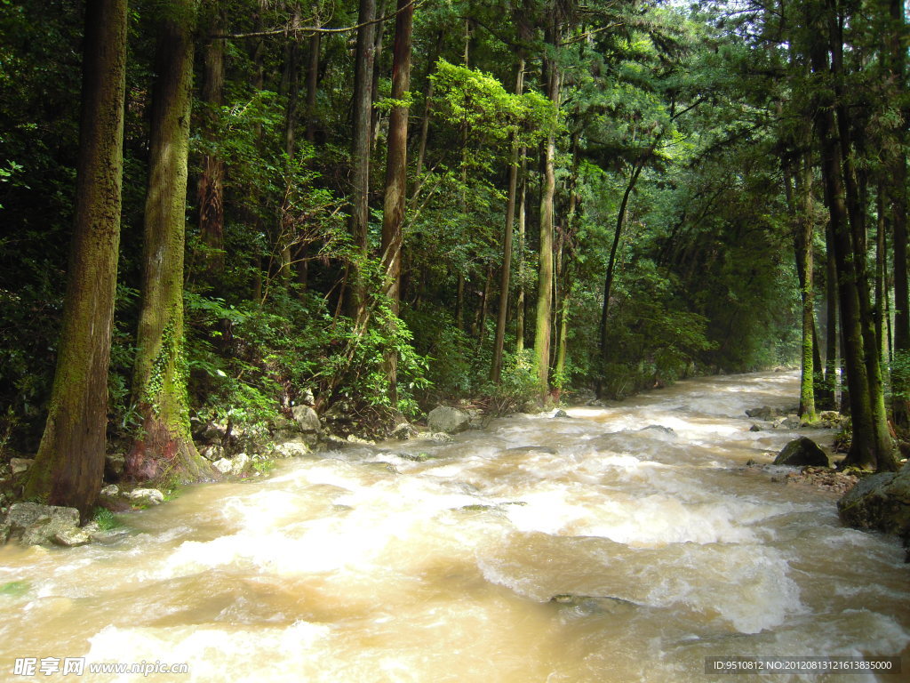 林间河水