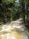 林间激流