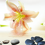 花卉