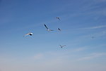 蓝天海鸥