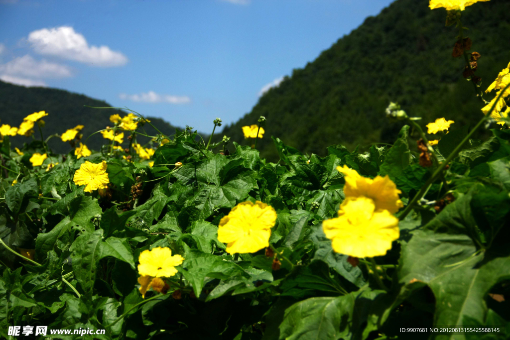 葫芦花