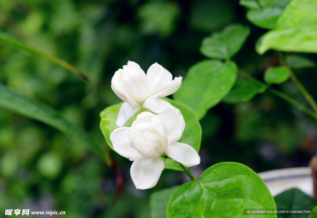 茉莉花