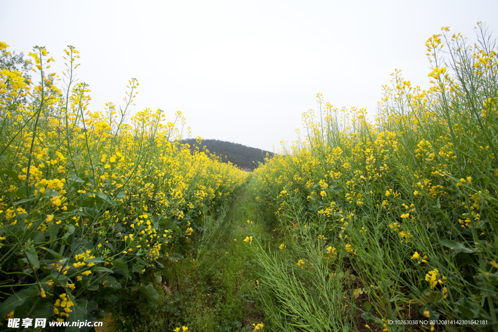 生机勃勃的油菜花