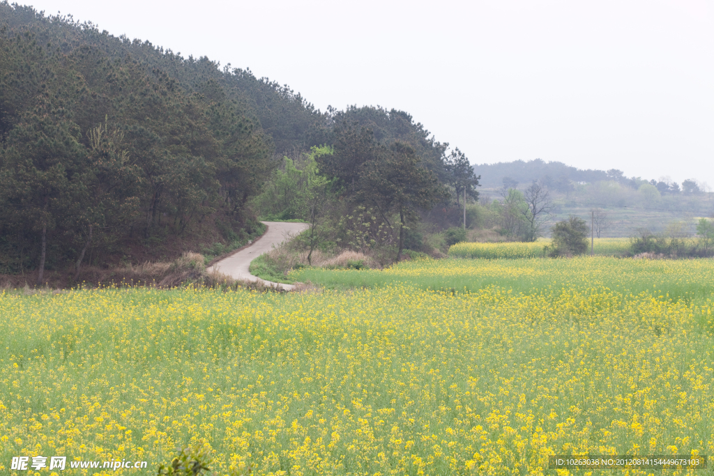 一望无际的油菜花花田