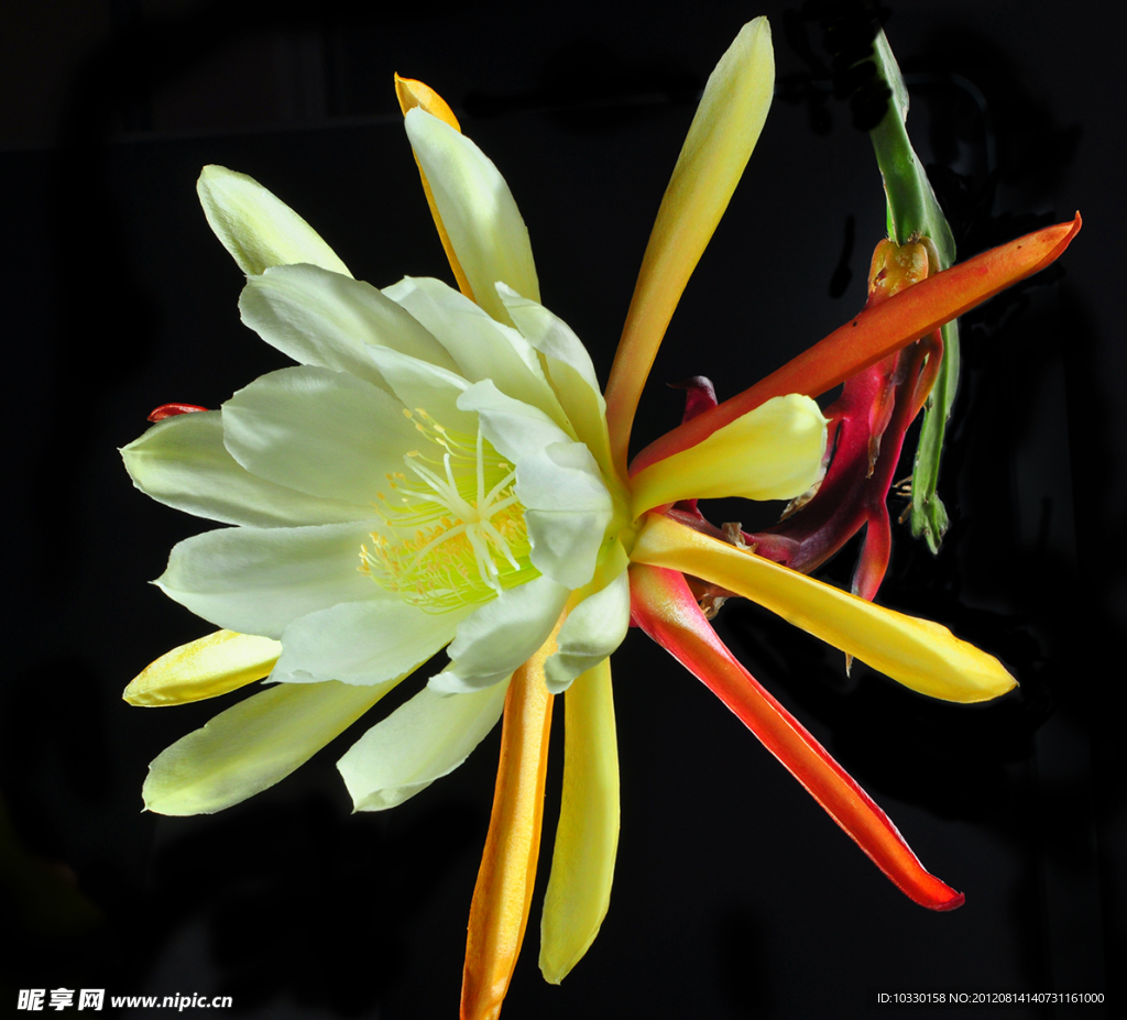 黄色 昙花