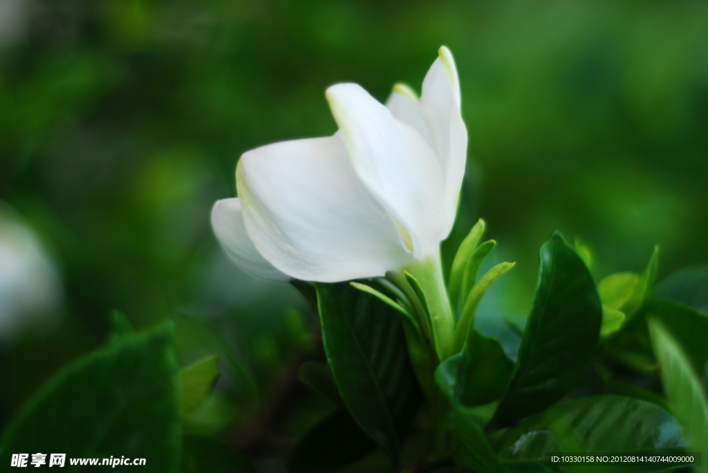 栀子花开