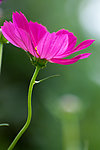 格桑花