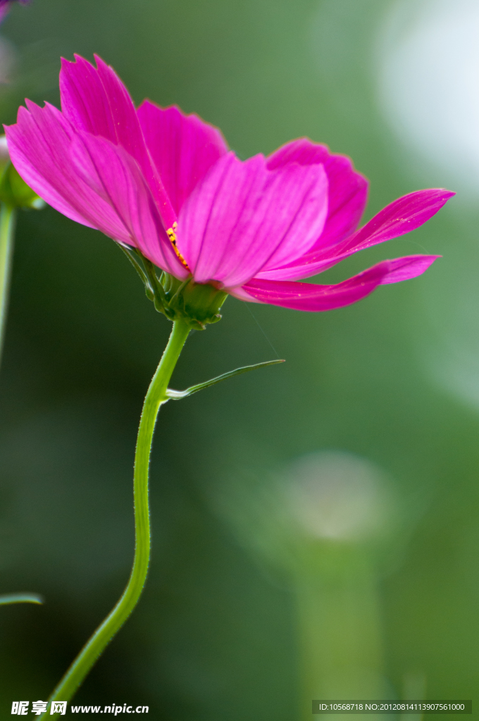 格桑花