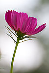 格桑花