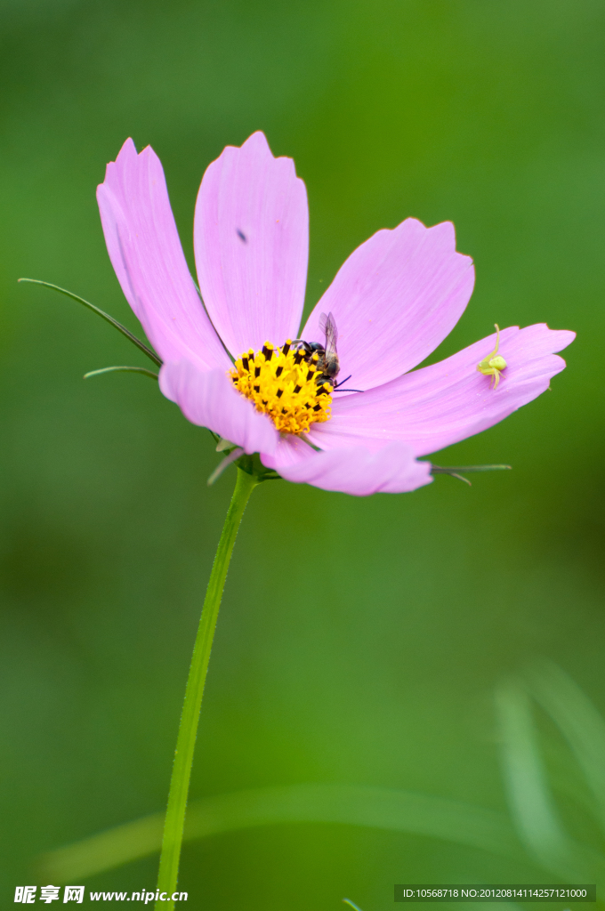 格桑花