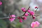 梅花