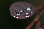雨后水珠