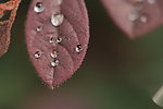 雨后水珠