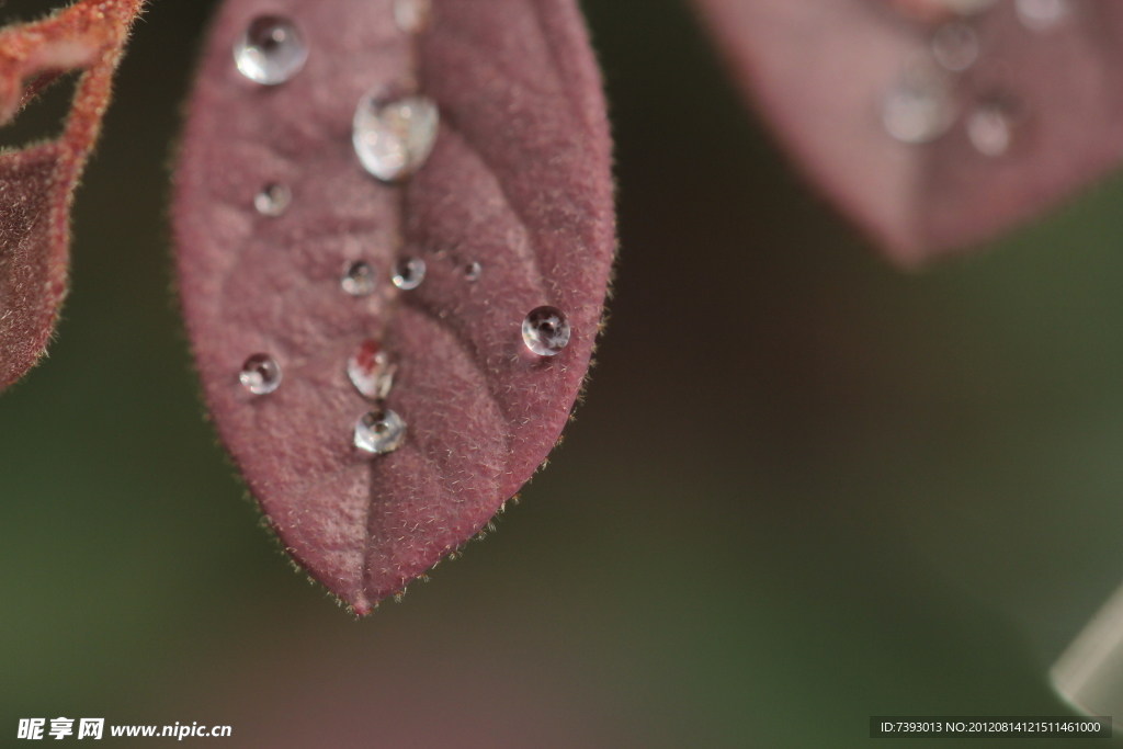 雨后水珠