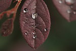 雨后水珠