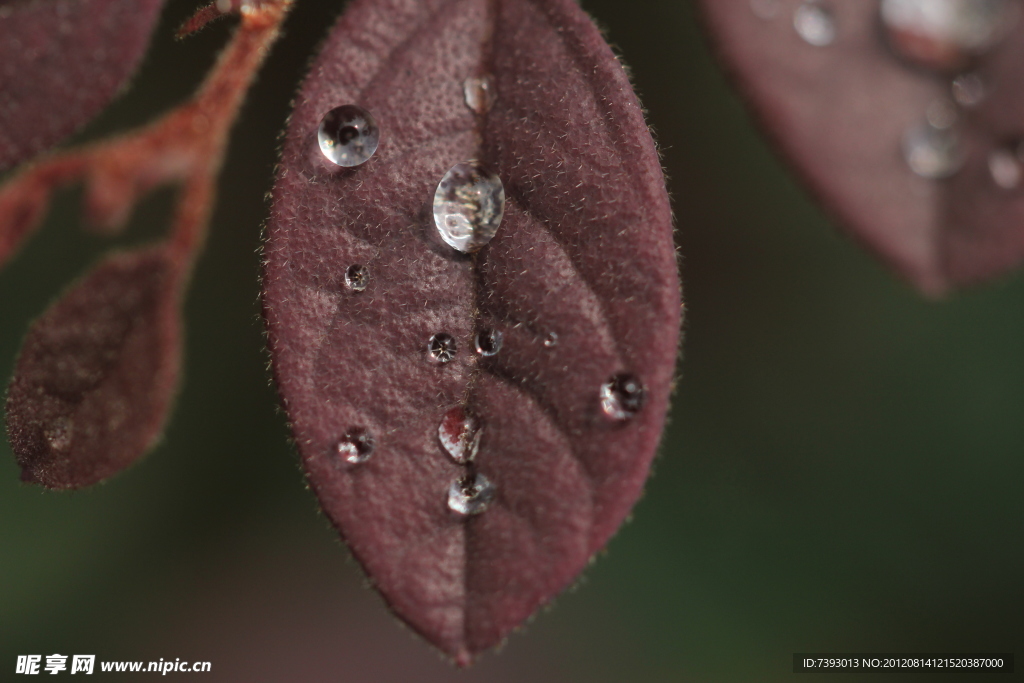 雨后水珠