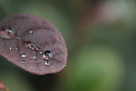 雨后水珠