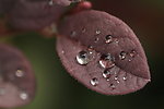 雨后水珠