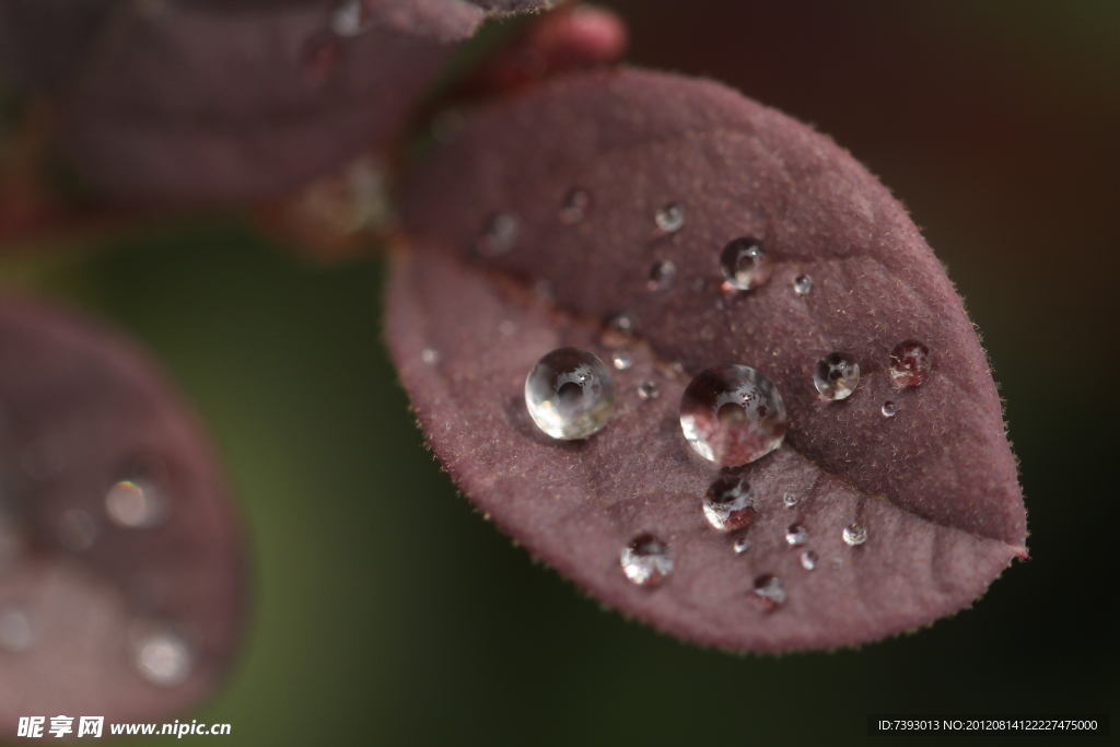 雨后水珠