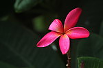鸡蛋花
