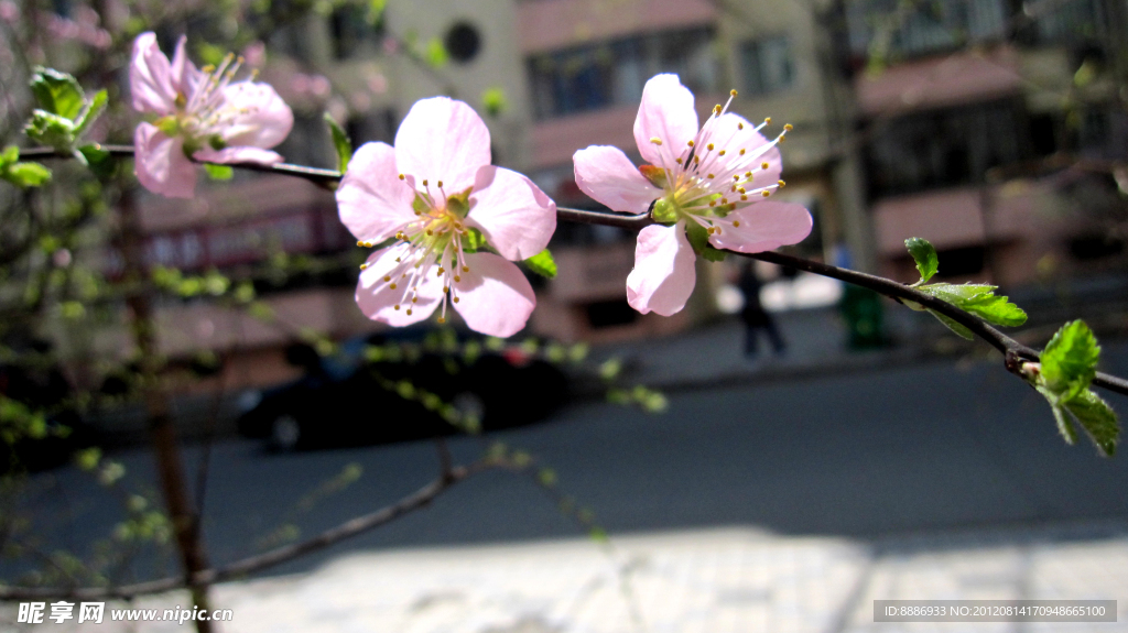 春日桃花