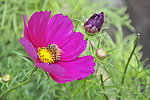 蜜蜂采蜜