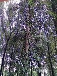 杨树