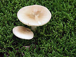 野生菌类