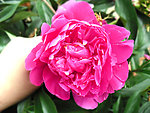 玫瑰花