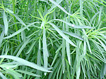 雨后花草世界