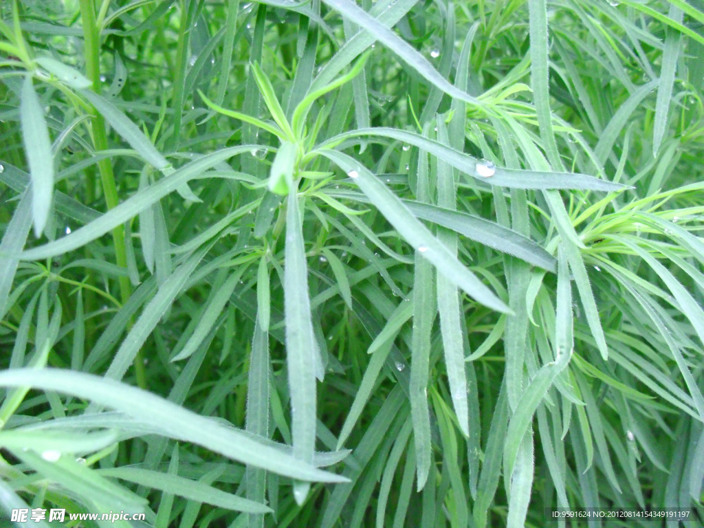 雨后花草世界