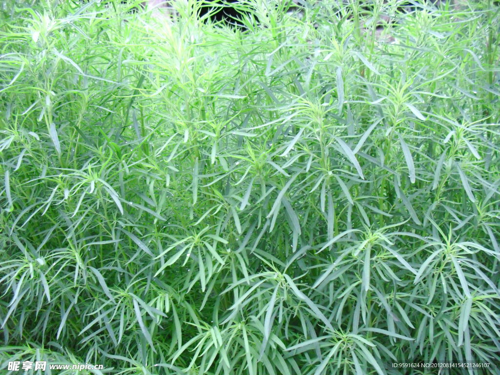 雨后花草