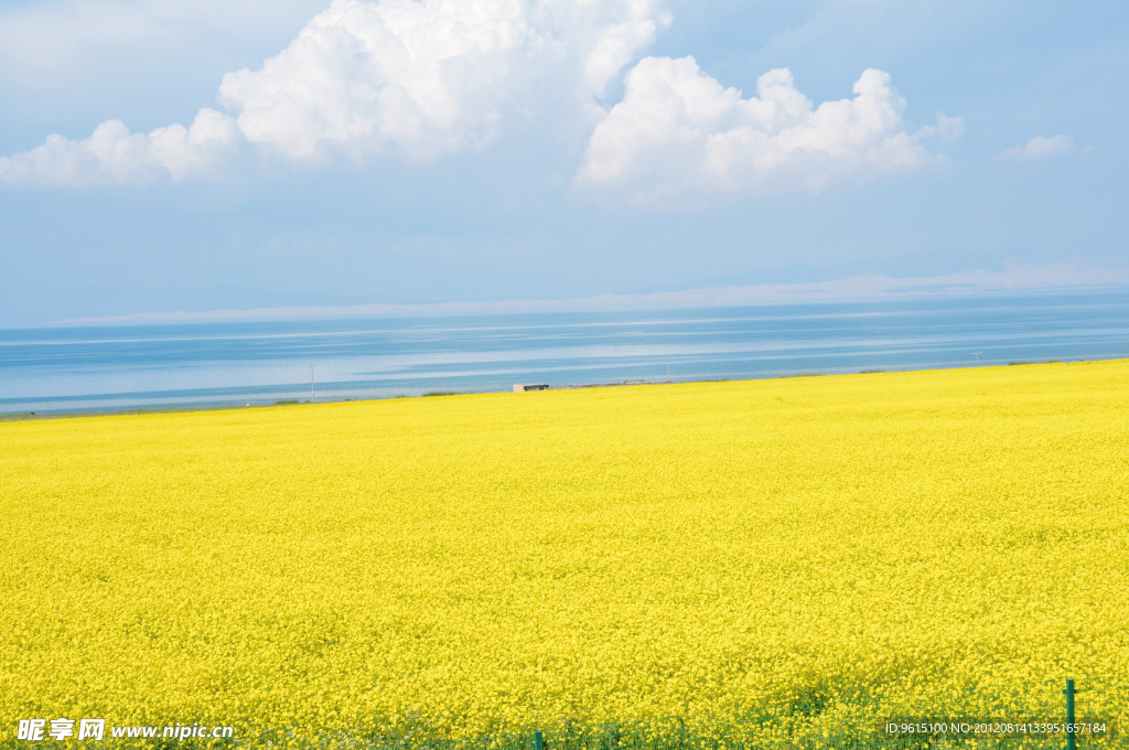 青海油菜花