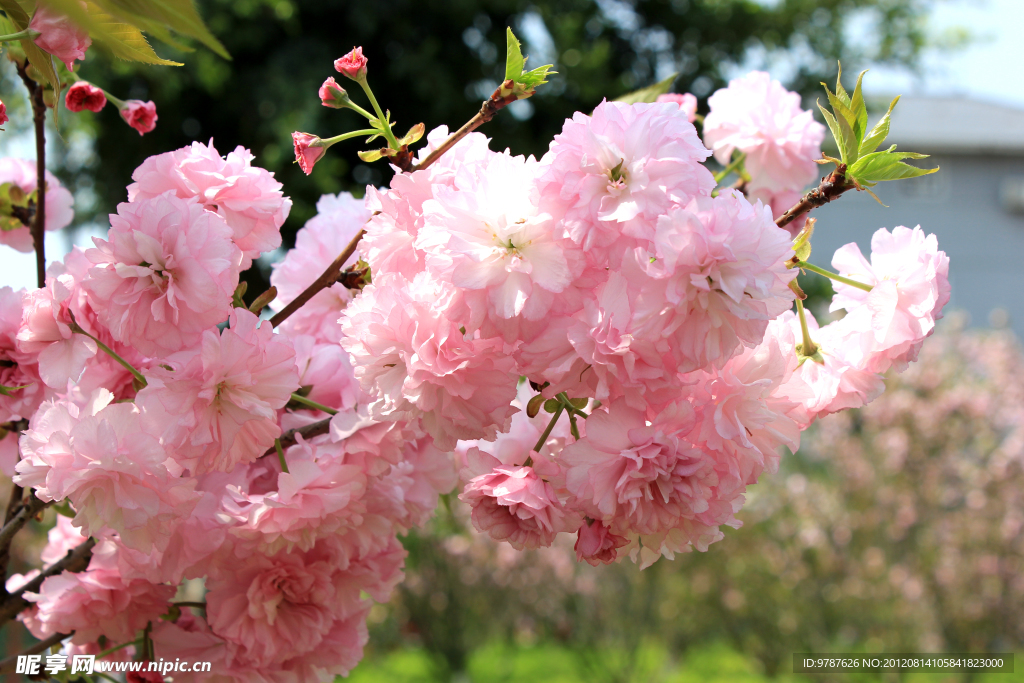 樱花