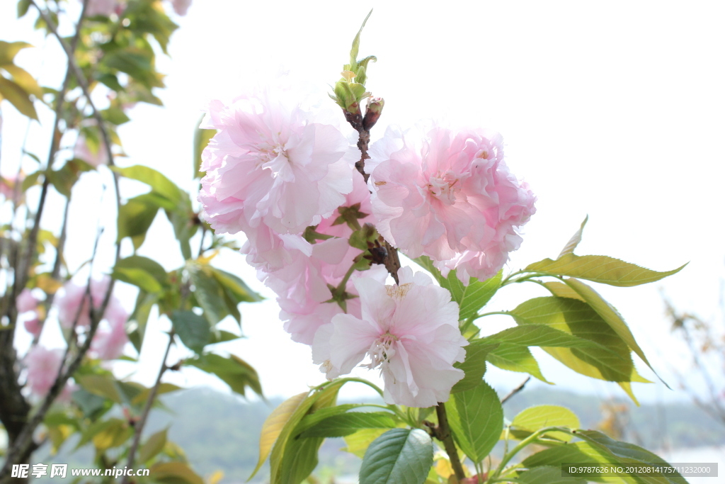 樱花