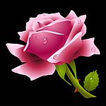 玫瑰花