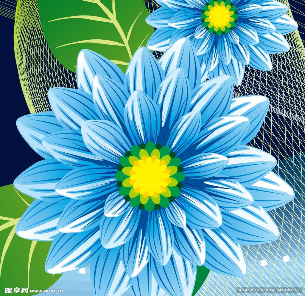 蓝菊花