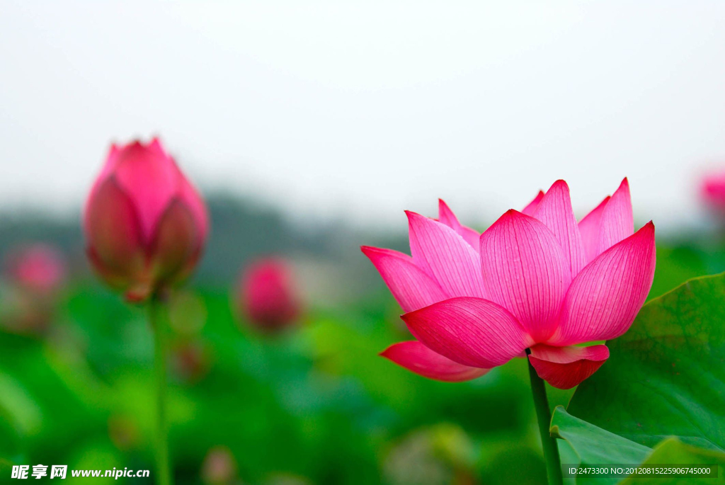荷花