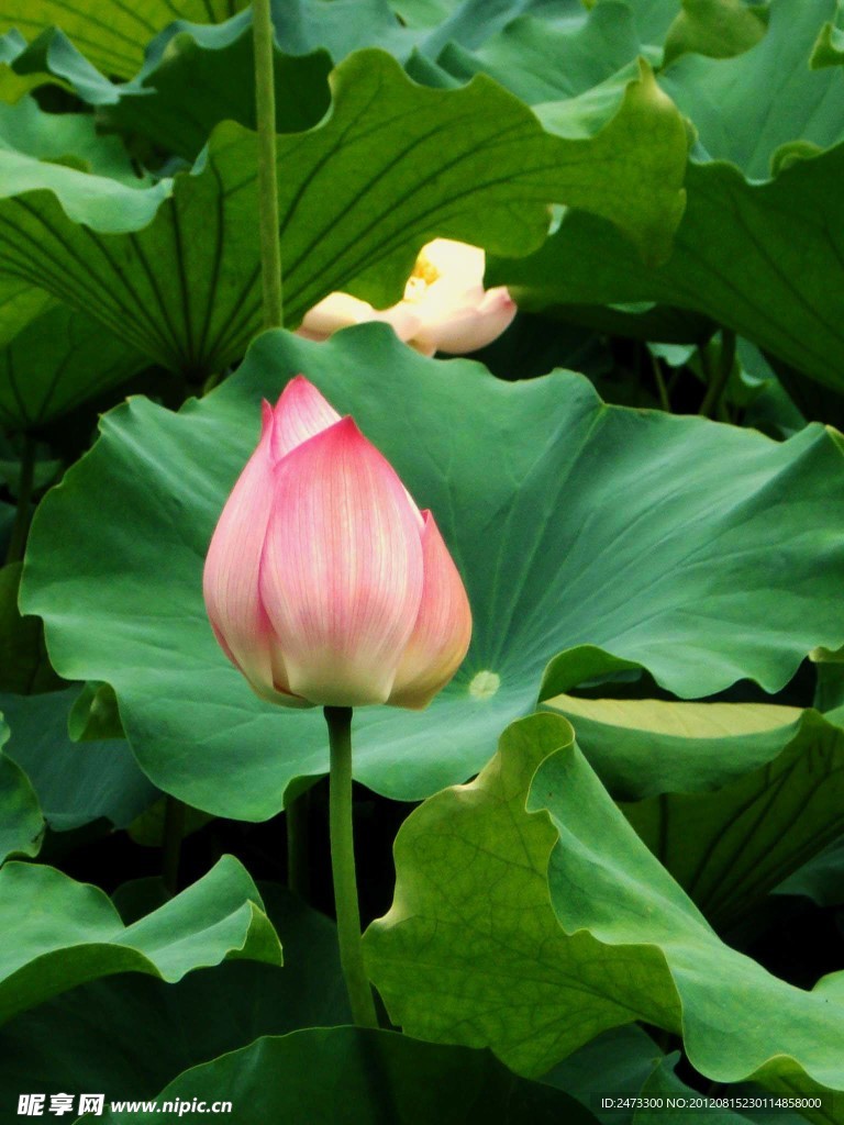 荷花
