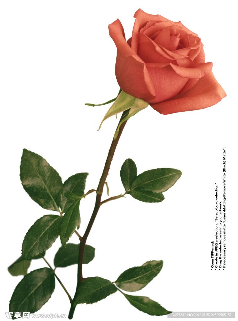 玫瑰花