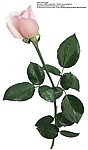 玫瑰花