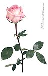 玫瑰花