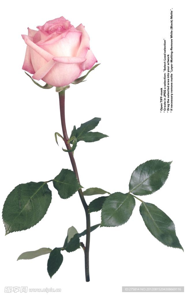 玫瑰花
