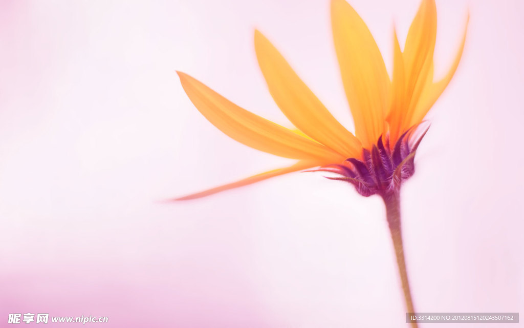 黄花