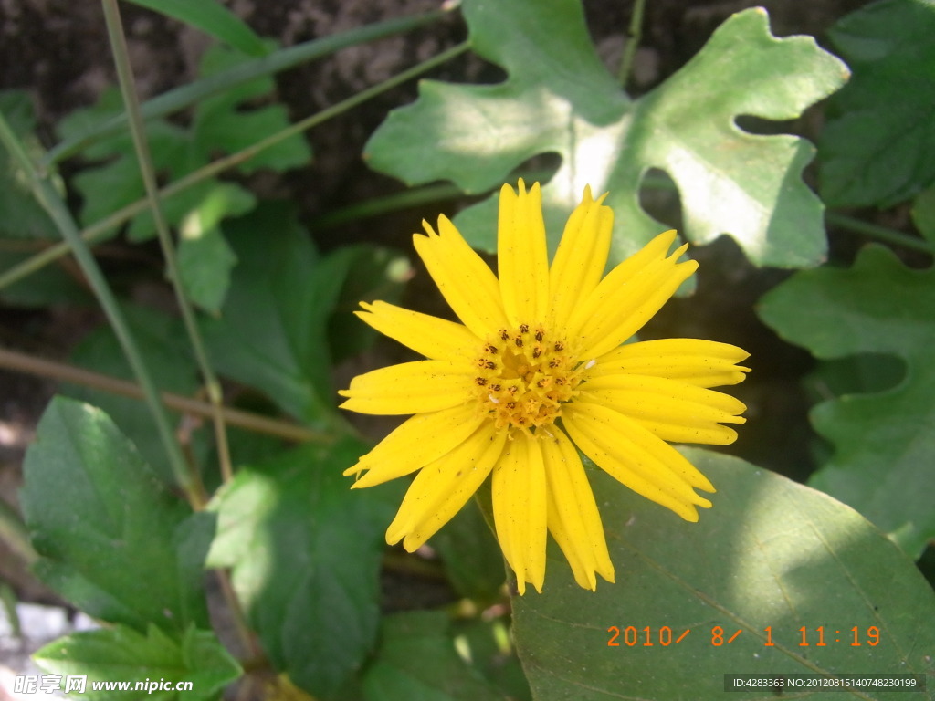 黄色野花