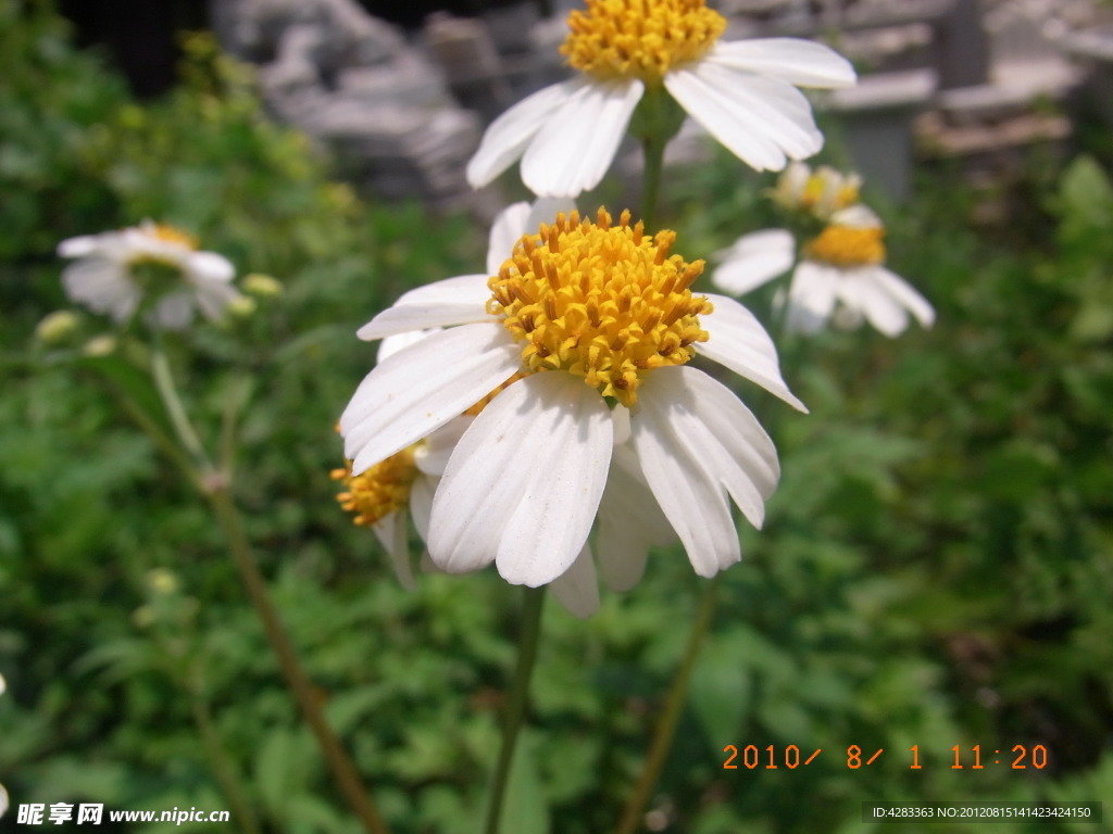 野花