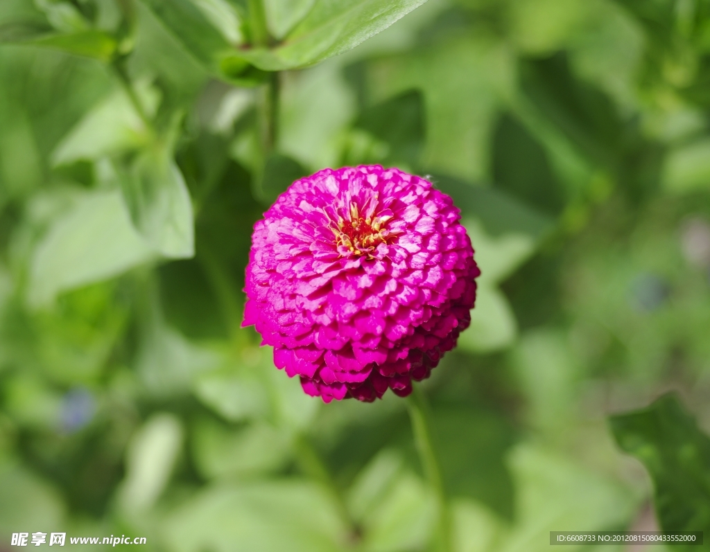 菊花鲜花