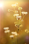 野菊花